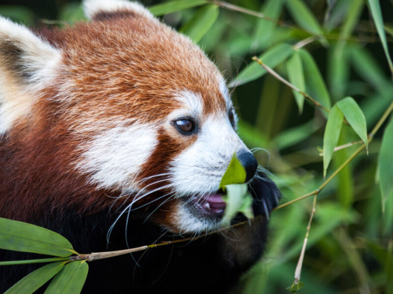 La antigua ciudad mexicana de Monte Albán resistió durante siglos gracias a un gobierno colectivo y equitativo